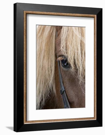 Detail of sorrel horse with flax mane.-Cindy Miller Hopkins-Framed Photographic Print