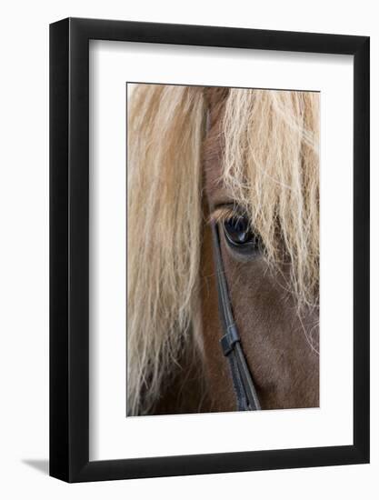 Detail of sorrel horse with flax mane.-Cindy Miller Hopkins-Framed Photographic Print