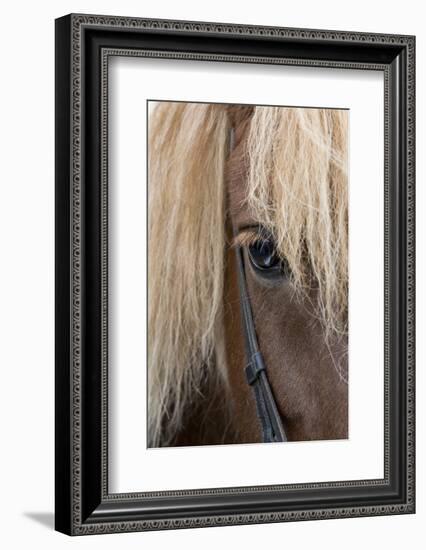 Detail of sorrel horse with flax mane.-Cindy Miller Hopkins-Framed Photographic Print