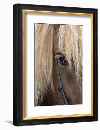 Detail of sorrel horse with flax mane.-Cindy Miller Hopkins-Framed Photographic Print