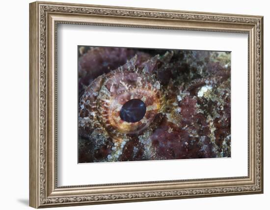 Detail of the Eye of a Scorpionfish-Stocktrek Images-Framed Photographic Print