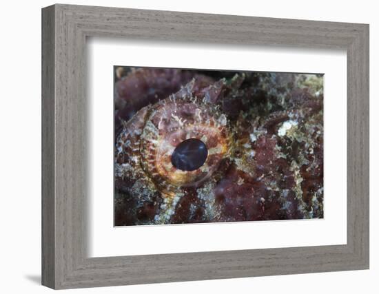 Detail of the Eye of a Scorpionfish-Stocktrek Images-Framed Photographic Print