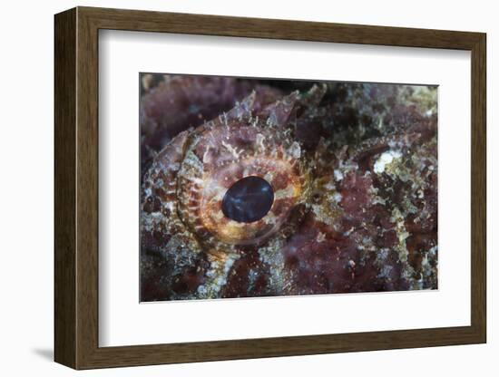 Detail of the Eye of a Scorpionfish-Stocktrek Images-Framed Photographic Print