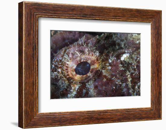 Detail of the Eye of a Scorpionfish-Stocktrek Images-Framed Photographic Print