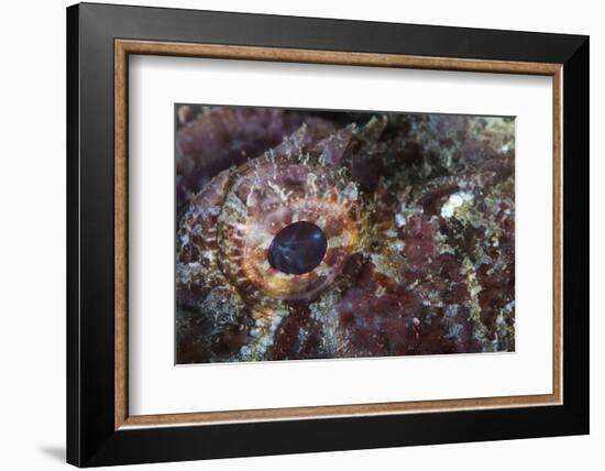 Detail of the Eye of a Scorpionfish-Stocktrek Images-Framed Photographic Print