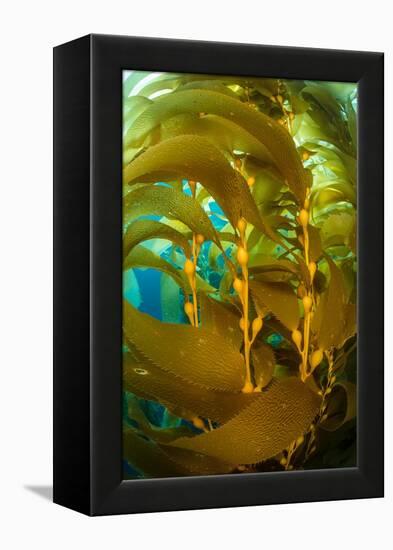 Detail of the gas bladders and fronds of Giant kelp, USA-Alex Mustard-Framed Premier Image Canvas