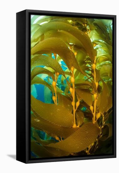 Detail of the gas bladders and fronds of Giant kelp, USA-Alex Mustard-Framed Premier Image Canvas