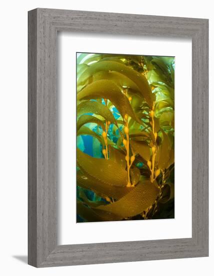 Detail of the gas bladders and fronds of Giant kelp, USA-Alex Mustard-Framed Photographic Print