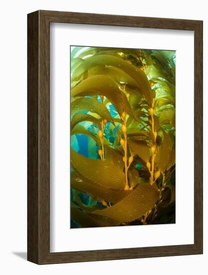 Detail of the gas bladders and fronds of Giant kelp, USA-Alex Mustard-Framed Photographic Print