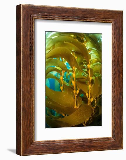 Detail of the gas bladders and fronds of Giant kelp, USA-Alex Mustard-Framed Photographic Print