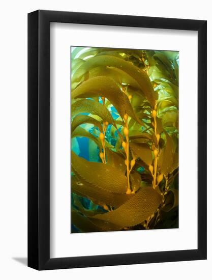 Detail of the gas bladders and fronds of Giant kelp, USA-Alex Mustard-Framed Photographic Print