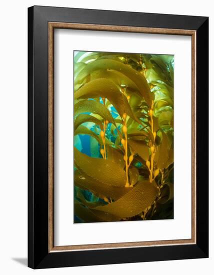Detail of the gas bladders and fronds of Giant kelp, USA-Alex Mustard-Framed Photographic Print