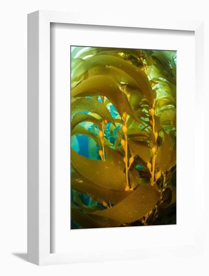 Detail of the gas bladders and fronds of Giant kelp, USA-Alex Mustard-Framed Photographic Print