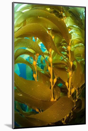 Detail of the gas bladders and fronds of Giant kelp, USA-Alex Mustard-Mounted Photographic Print