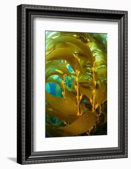 Detail of the gas bladders and fronds of Giant kelp, USA-Alex Mustard-Framed Photographic Print