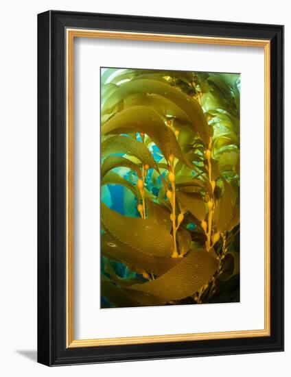 Detail of the gas bladders and fronds of Giant kelp, USA-Alex Mustard-Framed Photographic Print