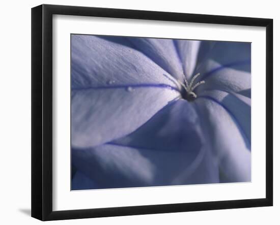 Detail of the Petals of a Blue Flower-Murray Louise-Framed Photographic Print