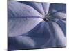 Detail of the Petals of a Blue Flower-Murray Louise-Mounted Photographic Print