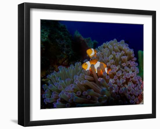 Detail of the Purple Anemone Coral with Couple of Indonesian Anemone Fish. Orange Fishes Hiding Ins-Kristina Vackova-Framed Photographic Print