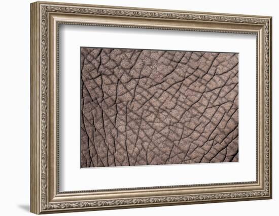 Detail of the skin of an African elephant, Loxodonta Africana. Botswana-Sergio Pitamitz-Framed Photographic Print