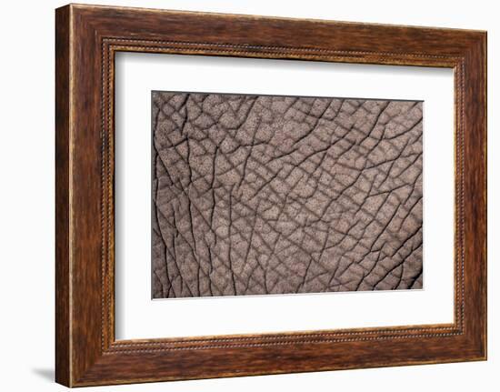 Detail of the skin of an African elephant, Loxodonta Africana. Botswana-Sergio Pitamitz-Framed Photographic Print