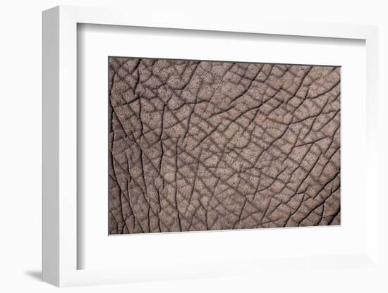 Detail of the skin of an African elephant, Loxodonta Africana. Botswana-Sergio Pitamitz-Framed Photographic Print