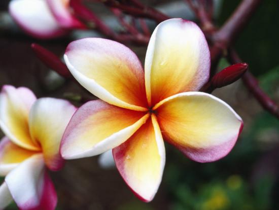 Detail Of Tropical Flowers Photographic Print Jeff Foott Art Com Detail Of Tropical Flowers Photographic Print Jeff Foott Art Com