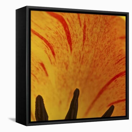 Detail of Tulip in Garden in Fuquay Varina, North Carolina-Melissa Southern-Framed Premier Image Canvas