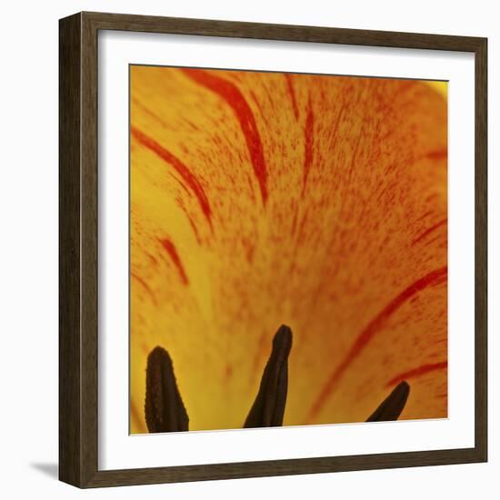 Detail of Tulip in Garden in Fuquay Varina, North Carolina-Melissa Southern-Framed Photographic Print