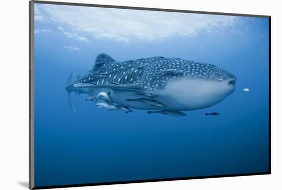 Detail of Whale Shark and Remoras, Cenderawasih Bay, Papua, Indonesia-Jaynes Gallery-Mounted Photographic Print