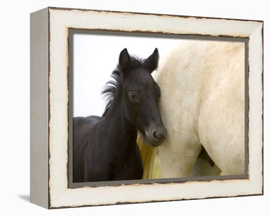 Detail of White Camargue Mother Horse and Black Colt, Provence Region, France-Jim Zuckerman-Framed Premier Image Canvas