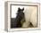 Detail of White Camargue Mother Horse and Black Colt, Provence Region, France-Jim Zuckerman-Framed Premier Image Canvas