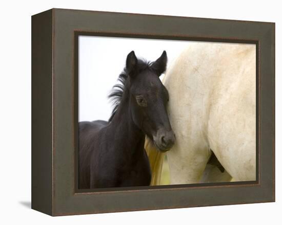 Detail of White Camargue Mother Horse and Black Colt, Provence Region, France-Jim Zuckerman-Framed Premier Image Canvas