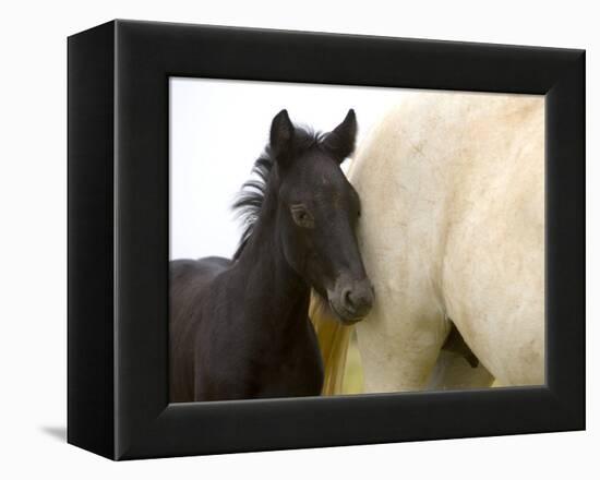 Detail of White Camargue Mother Horse and Black Colt, Provence Region, France-Jim Zuckerman-Framed Premier Image Canvas