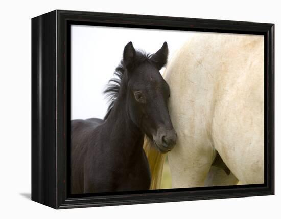 Detail of White Camargue Mother Horse and Black Colt, Provence Region, France-Jim Zuckerman-Framed Premier Image Canvas