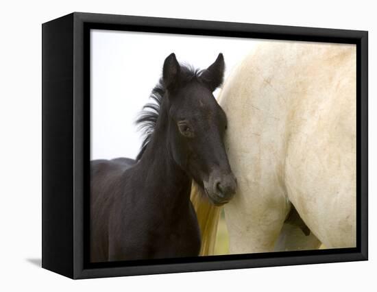 Detail of White Camargue Mother Horse and Black Colt, Provence Region, France-Jim Zuckerman-Framed Premier Image Canvas