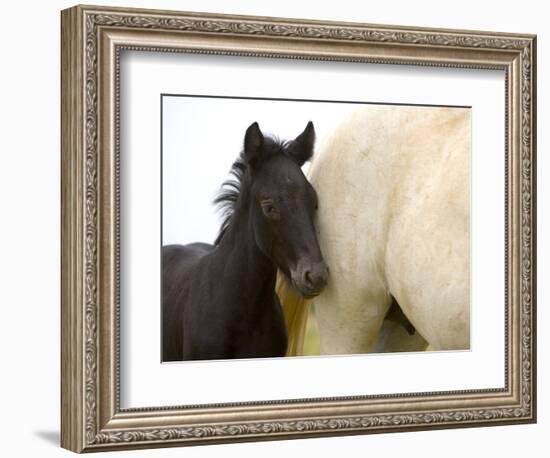 Detail of White Camargue Mother Horse and Black Colt, Provence Region, France-Jim Zuckerman-Framed Photographic Print