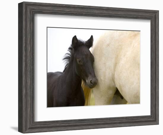 Detail of White Camargue Mother Horse and Black Colt, Provence Region, France-Jim Zuckerman-Framed Photographic Print