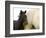 Detail of White Camargue Mother Horse and Black Colt, Provence Region, France-Jim Zuckerman-Framed Photographic Print