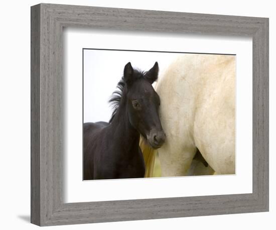 Detail of White Camargue Mother Horse and Black Colt, Provence Region, France-Jim Zuckerman-Framed Photographic Print