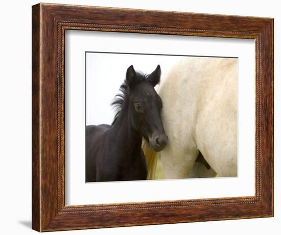 Detail of White Camargue Mother Horse and Black Colt, Provence Region, France-Jim Zuckerman-Framed Photographic Print