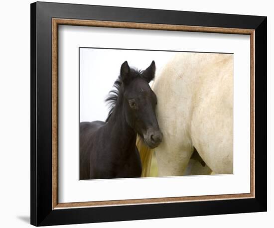 Detail of White Camargue Mother Horse and Black Colt, Provence Region, France-Jim Zuckerman-Framed Photographic Print