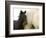 Detail of White Camargue Mother Horse and Black Colt, Provence Region, France-Jim Zuckerman-Framed Photographic Print