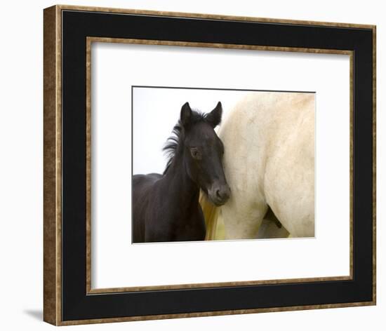 Detail of White Camargue Mother Horse and Black Colt, Provence Region, France-Jim Zuckerman-Framed Photographic Print