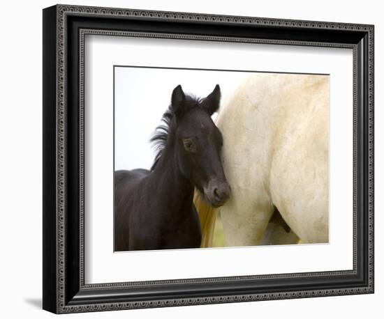 Detail of White Camargue Mother Horse and Black Colt, Provence Region, France-Jim Zuckerman-Framed Photographic Print