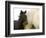 Detail of White Camargue Mother Horse and Black Colt, Provence Region, France-Jim Zuckerman-Framed Photographic Print