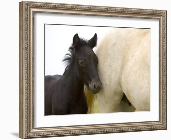 Detail of White Camargue Mother Horse and Black Colt, Provence Region, France-Jim Zuckerman-Framed Photographic Print