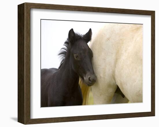 Detail of White Camargue Mother Horse and Black Colt, Provence Region, France-Jim Zuckerman-Framed Photographic Print