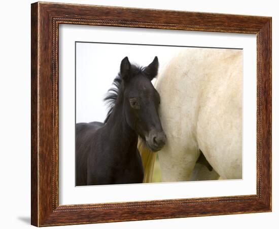 Detail of White Camargue Mother Horse and Black Colt, Provence Region, France-Jim Zuckerman-Framed Photographic Print