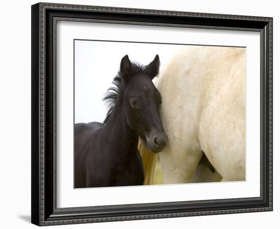 Detail of White Camargue Mother Horse and Black Colt, Provence Region, France-Jim Zuckerman-Framed Photographic Print